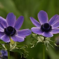 Anemone coronaria 'Mister Fokker' Photo: Nijssen